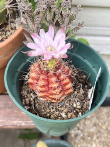 数年前にダイソーで買ったサボテン（ギムノカリキウム？？）のお花咲いた