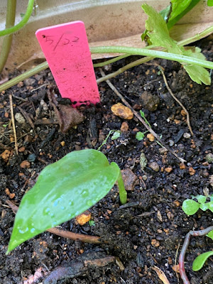ミョウガの芽が出た