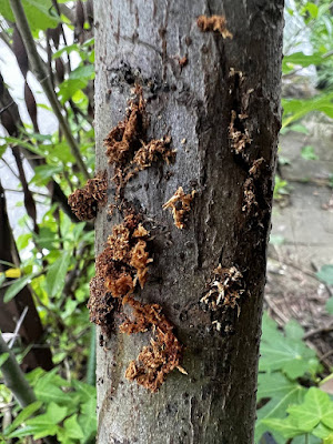 カミキリムシの幼虫（テッポウムシ）に食われた穴…？イチジクの木に無数の木屑と穴が…